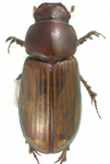 Orodaliscoides rugosiceps 